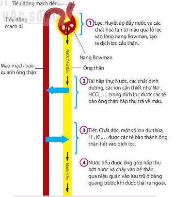 Quá trình hình thành nước tiểu ở nephron