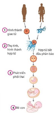 Quá trình sinh sản hữu tính ở người