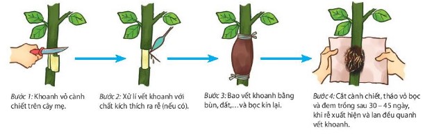 Các bước trong quy trình chiết cành