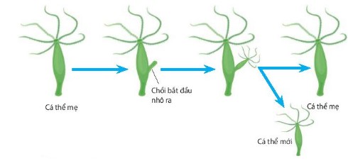 Sinh sản bằng nảy chồi ở thuỷ tức