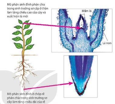 Sinh trưởng sơ cấp ở thân và rễ