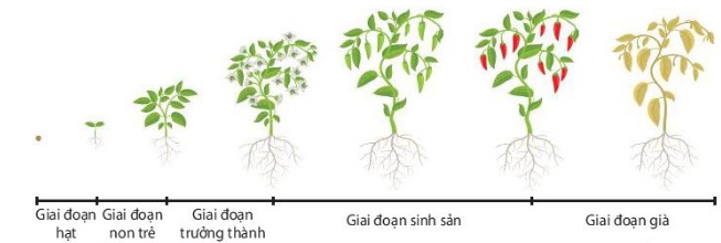 Sơ đồ các giai đoạn sinh trưởng và phát triển của cây ớt