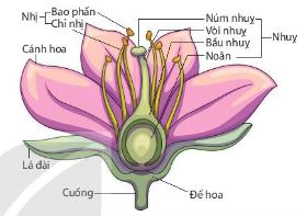 Sơ đồ cấu tạo của hoa đầy đủ