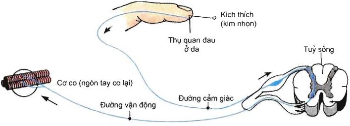 Sơ đồ cung phản xạ tự vệ ở người