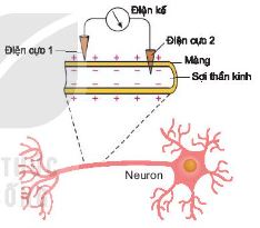 Sơ đồ đo điện thế nghỉ