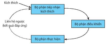 Sơ đồ hệ thống điều hoà cân bằng nội môi