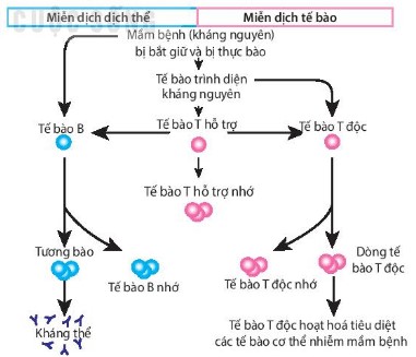 Sơ đồ khái quát đáp ứng miễn dịch đặc hiệu