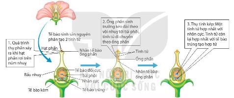 Sơ đồ quá trình thụ phấn và thụ tính ở thực vật hạt kín