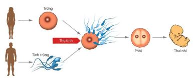Sơ đồ sinh sản hữu tính ở người