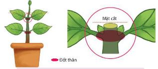 Vị trí cắt hay bấm ngọn trên cây