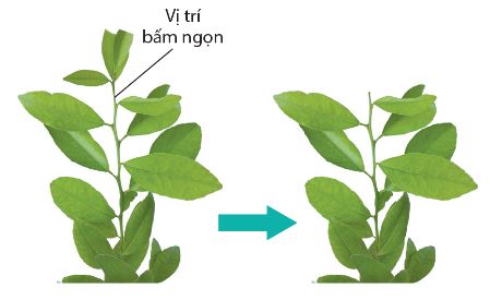 Bấm ngọn ở thực vật