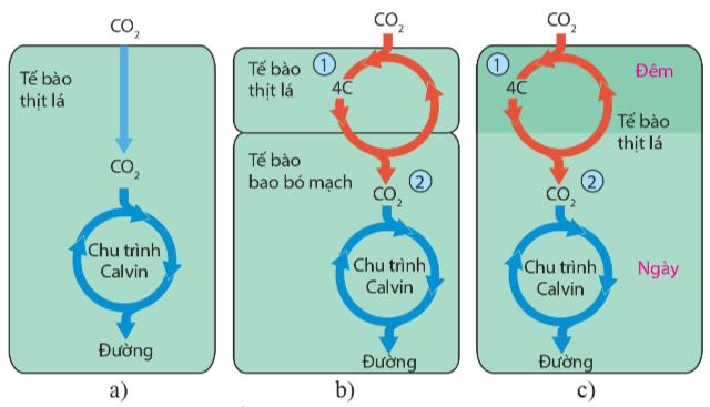 Chu trình cố định CO2 ở thực vật C3 (a), C4 (b) và CAM (c)