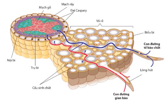 Các con đường di chuyển của nước và khoáng ở rễ cây