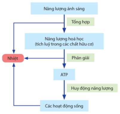 Các giai đoạn của quá trình chuyển hóa năng lượng trong sinh giới