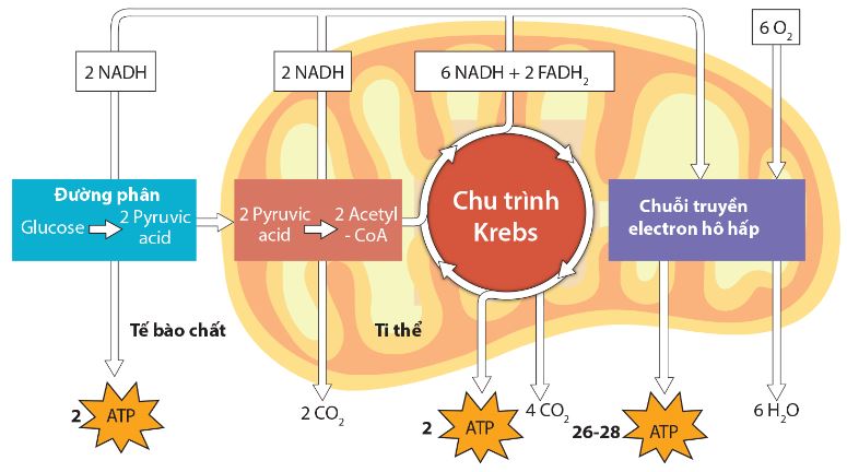 Các giai đoạn của quá trình hô hấp ở thực vật