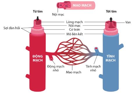 Cấu tạo động mạch, mao mạch và tĩnh mạch ở người