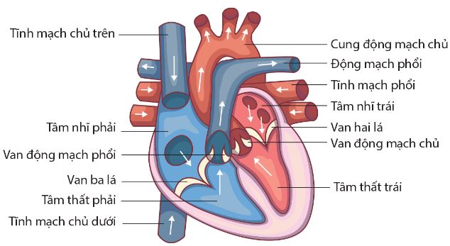 Cấu tạo tim người