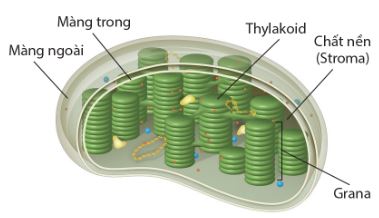 Cấu trúc của lục lạp