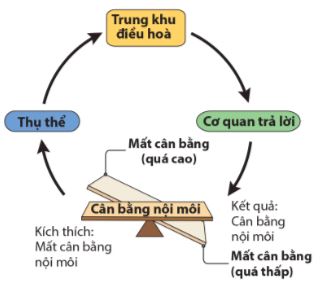 Cơ chế điều hòa cân bằng nội môi