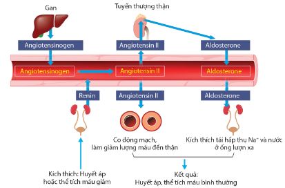 Cơ chế điều hòa huyết áp, thể tích máu