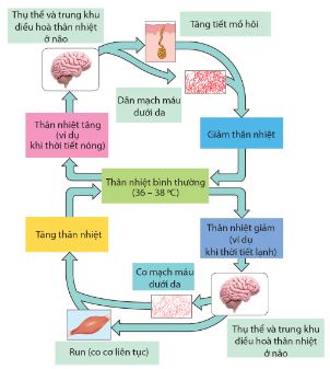 Cơ chế điều hòa thân nhiệt