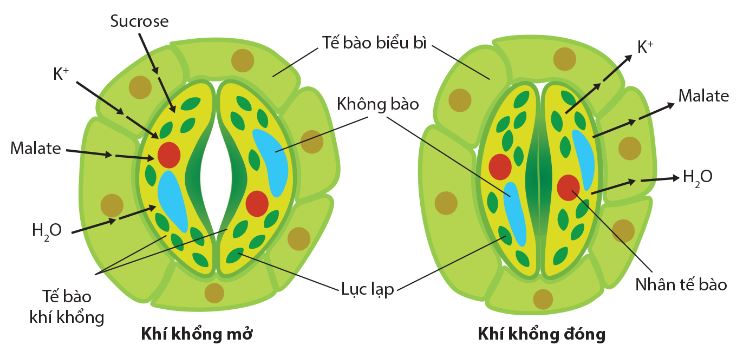 Cơ chế đóng mở khí khổng