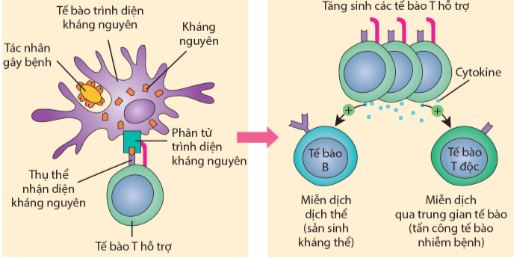 Cơ chế kích hoạt hệ thống miễn dịch đặc hiệu