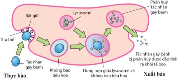 Cơ chế tiêu diệt mầm bệnh của tế bào thực bào