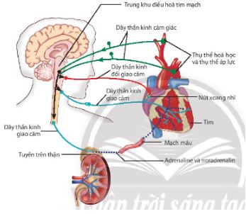 Hoạt động điều hòa tim mạch