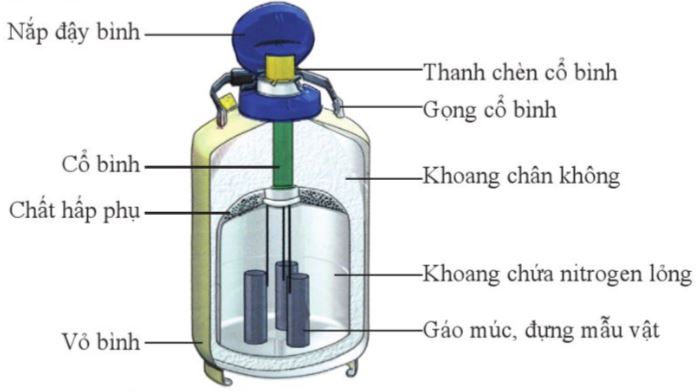 Cấu tạo của bình bảo quản mẫu vật bằng nitrogen lỏng