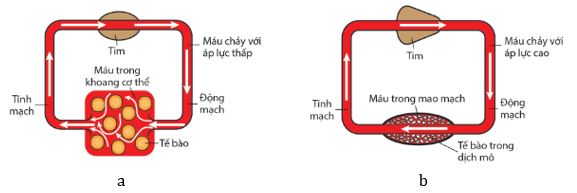 Hệ tuần hoàn hở (a) và hệ tuần hoàn kín (b)