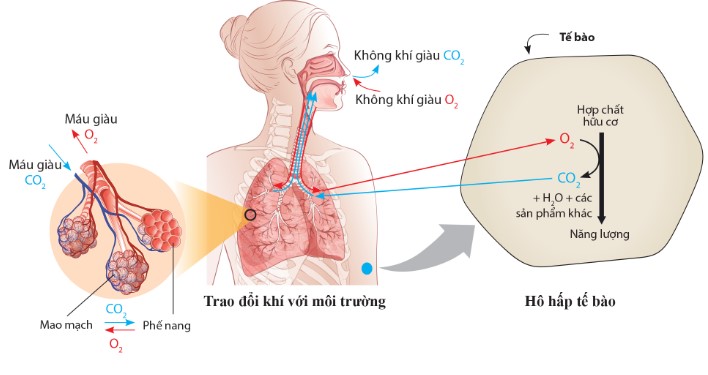 Hô hấp ở người