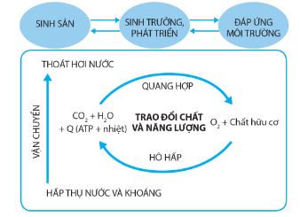 Mối quan hệ giữa các quá trình sinh lí trong cơ thể thực vật