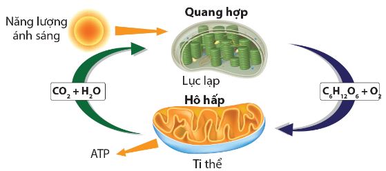 Mối quan hệ giữa quang hợp và hô hấp