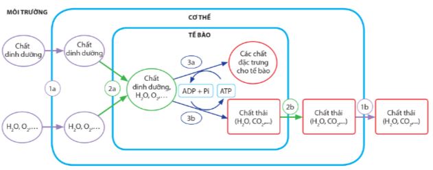 Mối quan hệ giữa trao đổi chất và chuyển hoá năng lượng ở cấp tế bào và cấp cơ thể