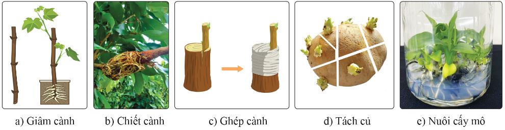 Một số hình thức nhân giống vô tính ở thực vật