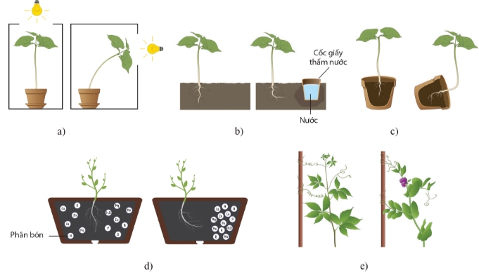 Một số kiểu hướng động ở thực vật: hướng sáng (a), hướng nước (b), hướng trọng lực (c), hướng hoá (d), hướng tiếp xúc (e)