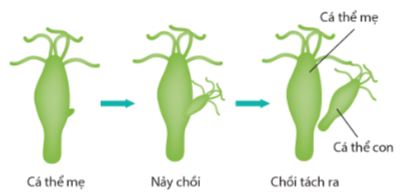 Nảy chồi ở thủy tức