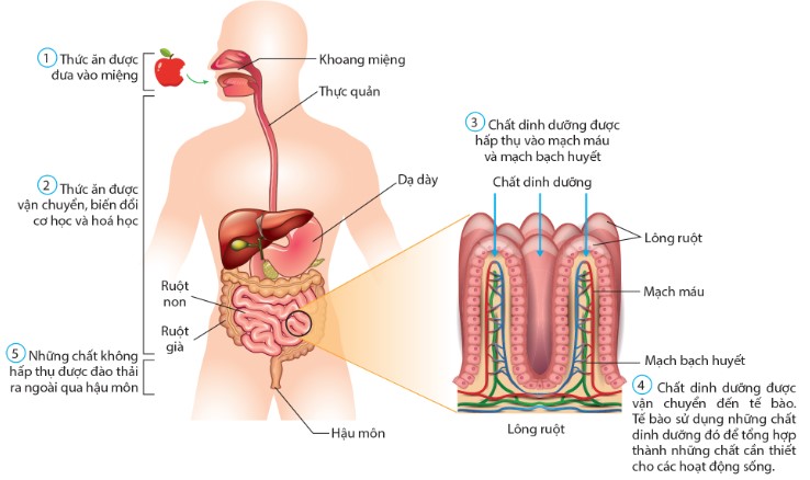 Qúa trình dinh dưỡng ở người