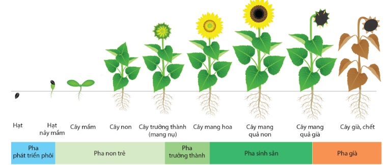 Qúa trình phát triển ở thực vật có hoa