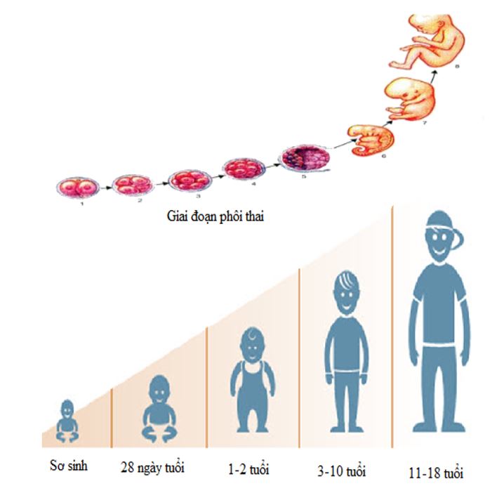 Qúa trình sinh trưởng và phát triển ở người