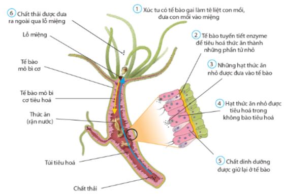 Qúa trình tiêu hóa ở thủy tức