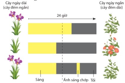 Quang chu kỳ kiểm soát sự ra hoa ở thực vật