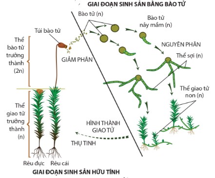 Sinh sản ở rêu