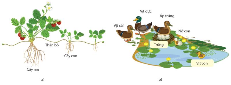 Sinh sản tạo ra các cá thể mới ở cây dâu tây (Fragaria × ananassa) (a) và vịt trời (Anas platyrhynchos) (b)