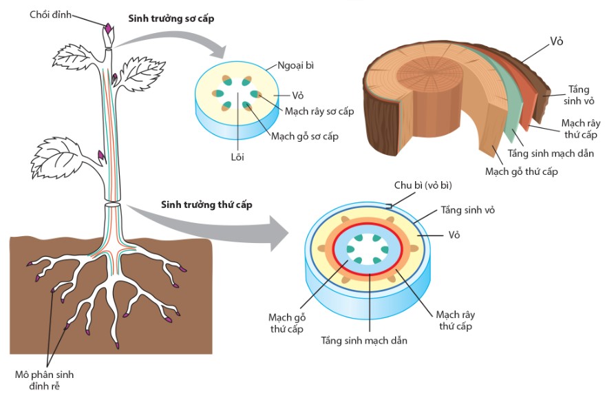 Sinh trưởng sơ cấp và sinh trưởng thứ cấp ở cây Hai lá mầm