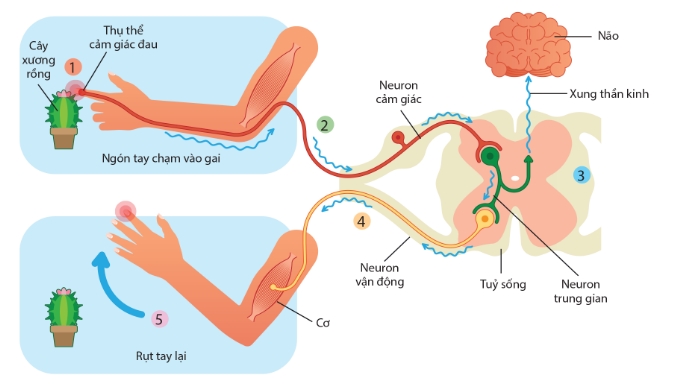 Sơ đồ một cung phản xạ ở người