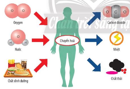 Sơ đồ mô tả quá trình trao đổi chất và chuyển hóa năng lượng ở người