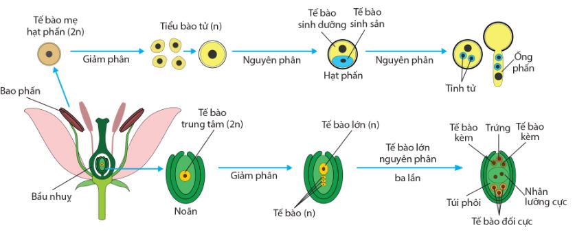 Sự hình thành hạt phấn và túi phôi