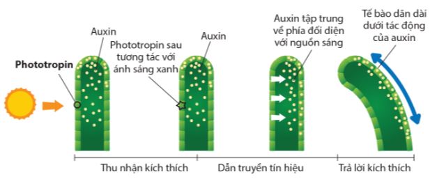 Sự thu nhận kích thích, dẫn truyền tín hiệu và trả lời kích thích trong phản ứng hướng sáng của chồi đỉnh